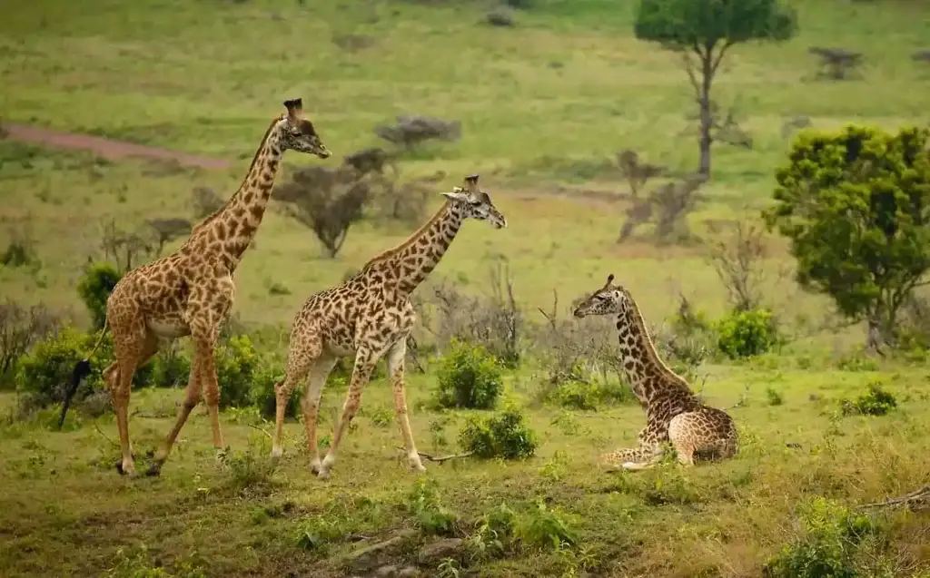 Arusha National Park Wildlife Safaris - Giraffes Grazing