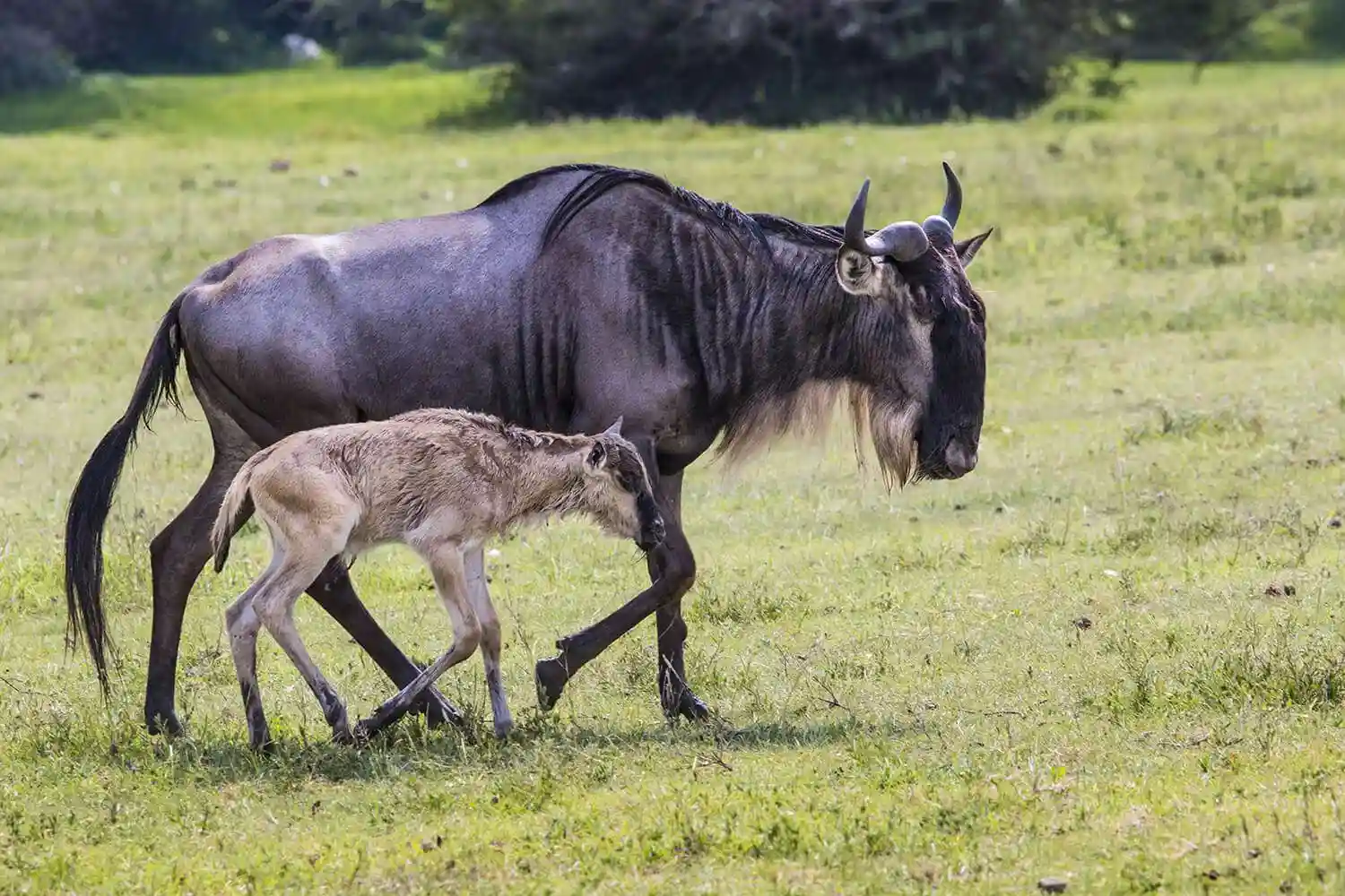 5 Ndutu - Tarangire and Serengeti Wildebeest calvin season