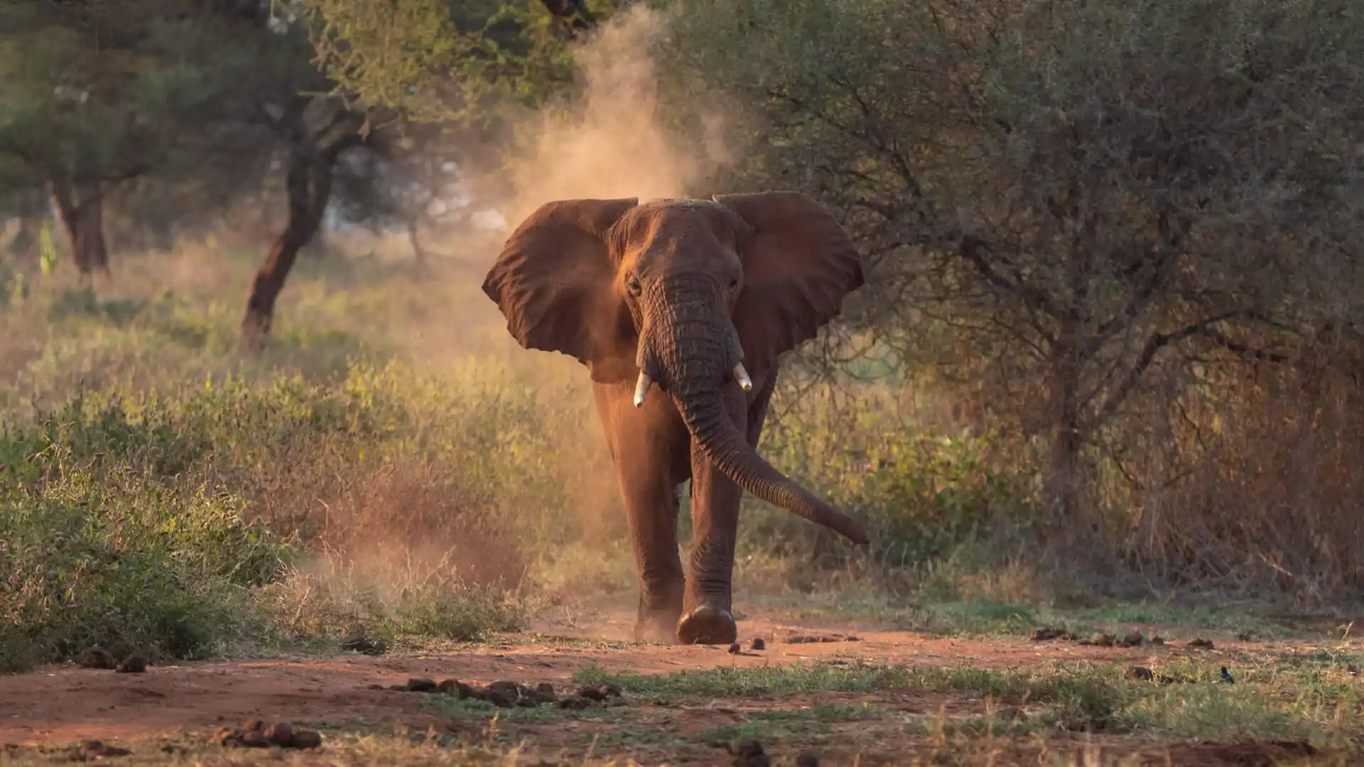 An-elephant-in-Tarangire-National-Park-Tanzania