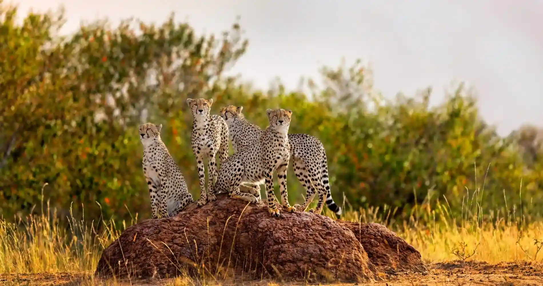 Cheetah, Serengeti Game Drive