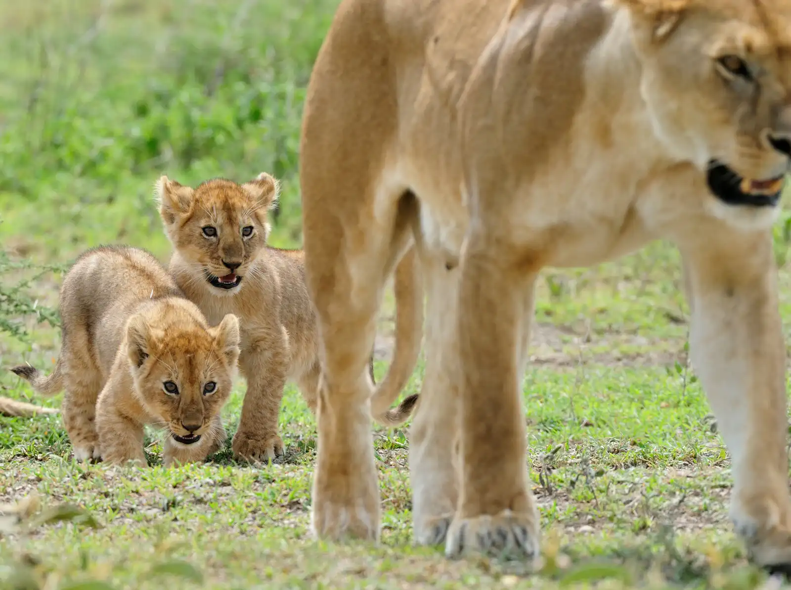 Future Ndutu area in Ngorongoro crater