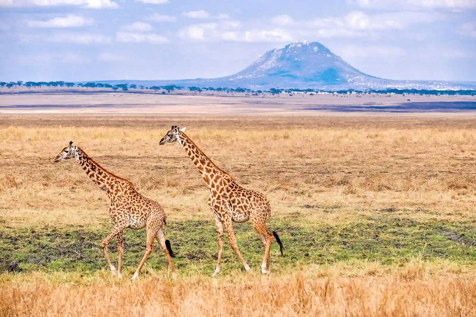 Giraffes grazing at Ngorongoro Crater