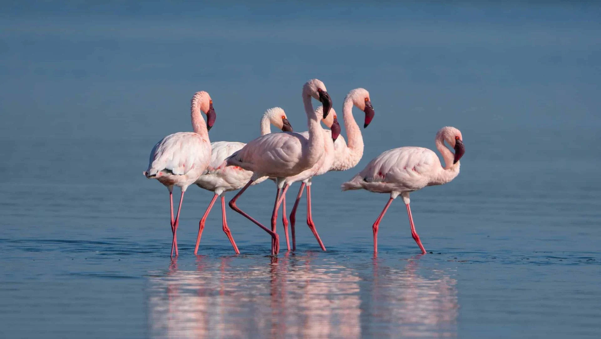 Lesse Flamingos in Ndutu