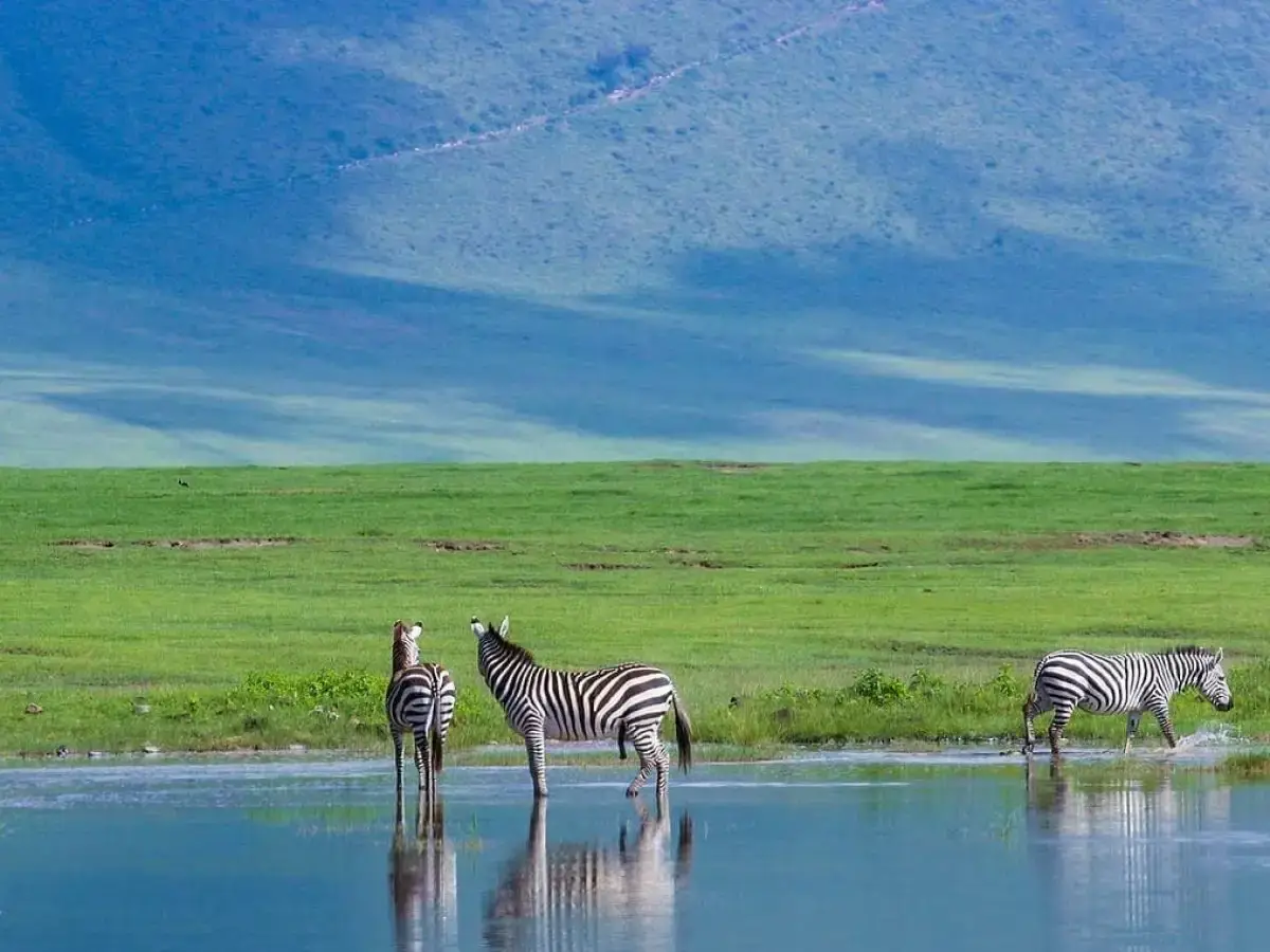 Ngorongoro Conservation Area, Zebras Grazing around the crater