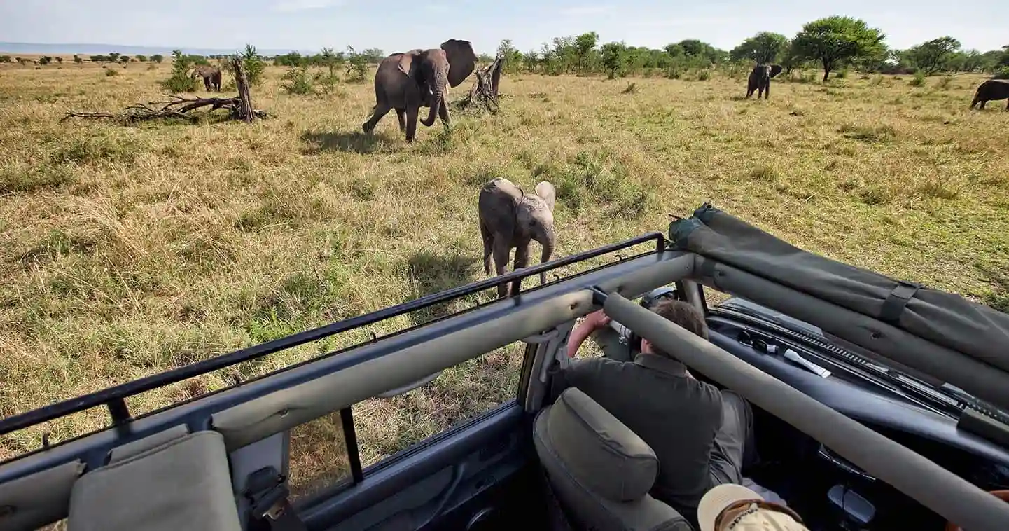 Serengeti Morning Game Drive