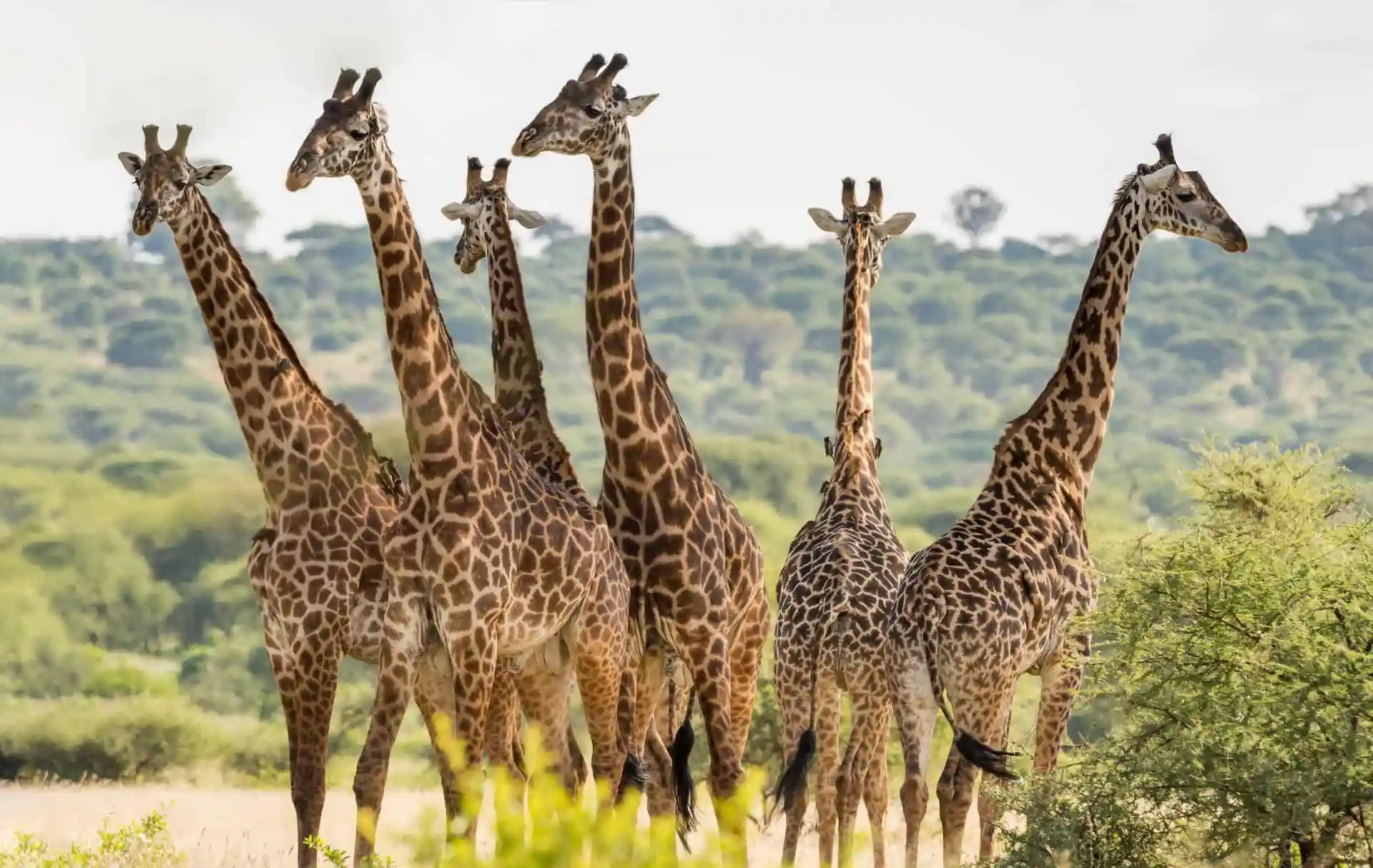 Tarangire National Park - Giraffes Grazing