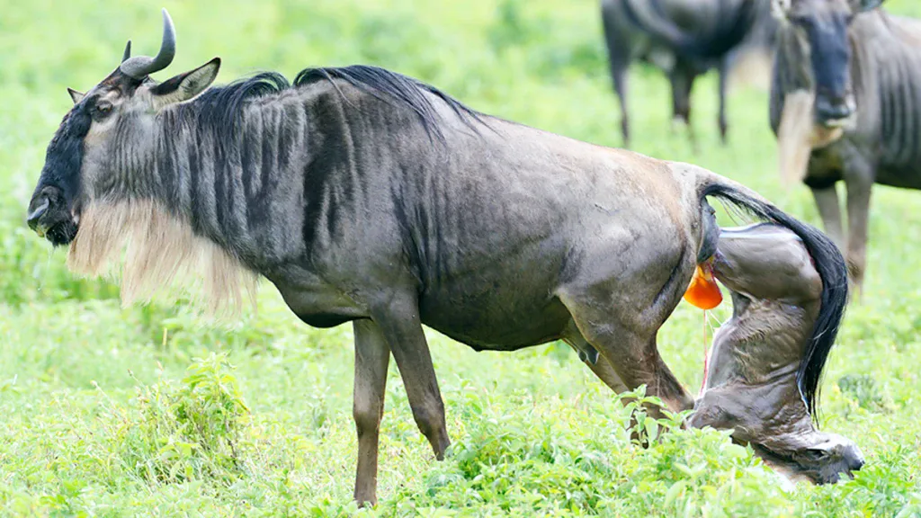 Tarangire Wildebeest provide a birth, Ndutu Region