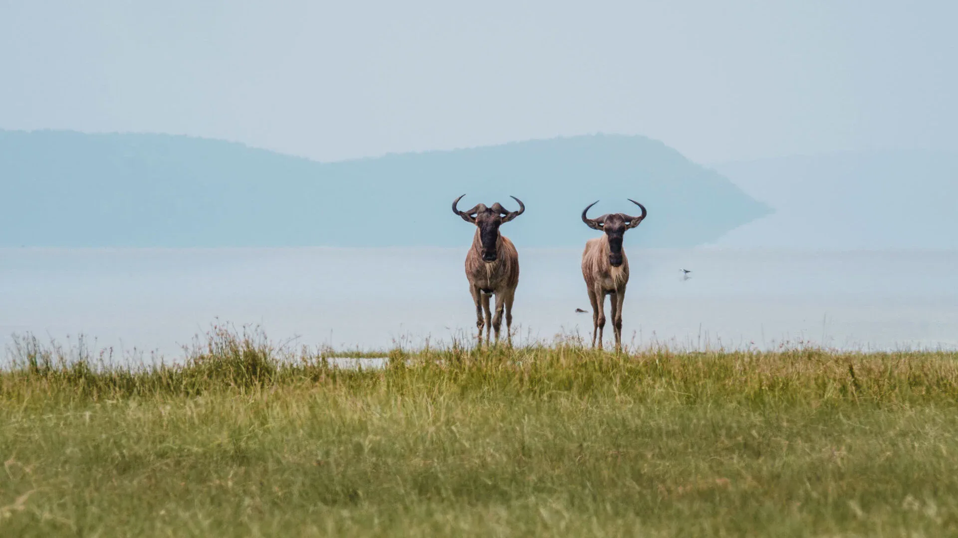 Wildebeest at Lake Manyara National Park