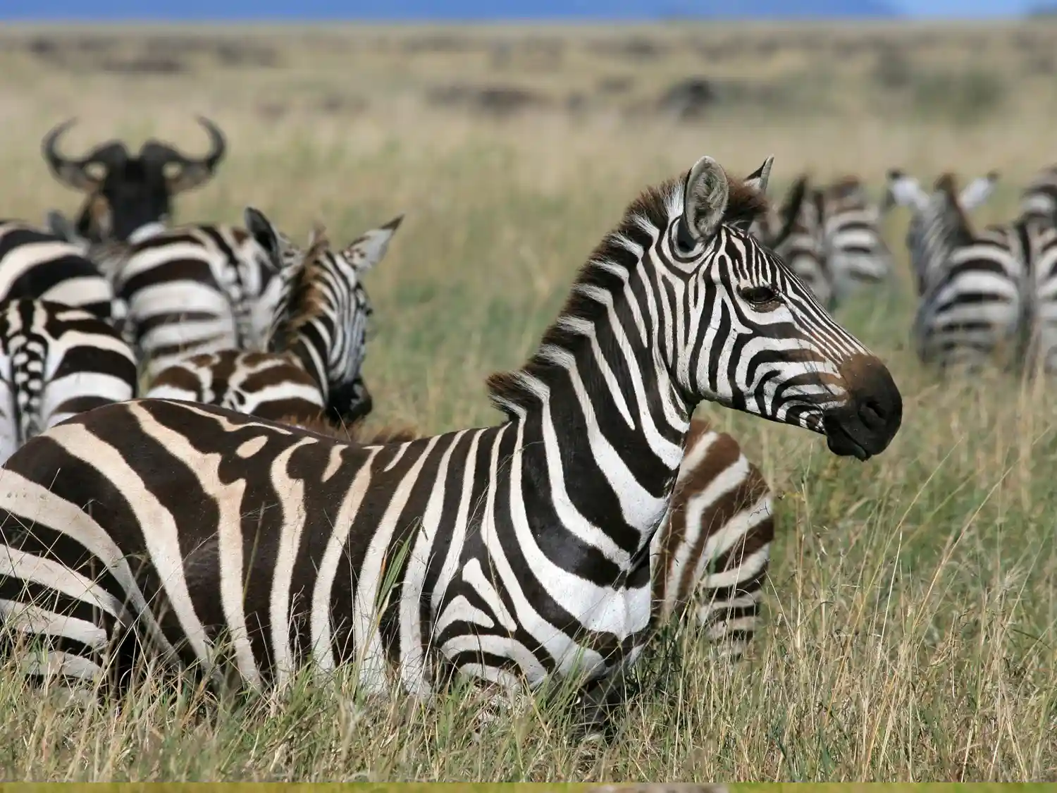 Zebras Grazing at Serengeti National Park