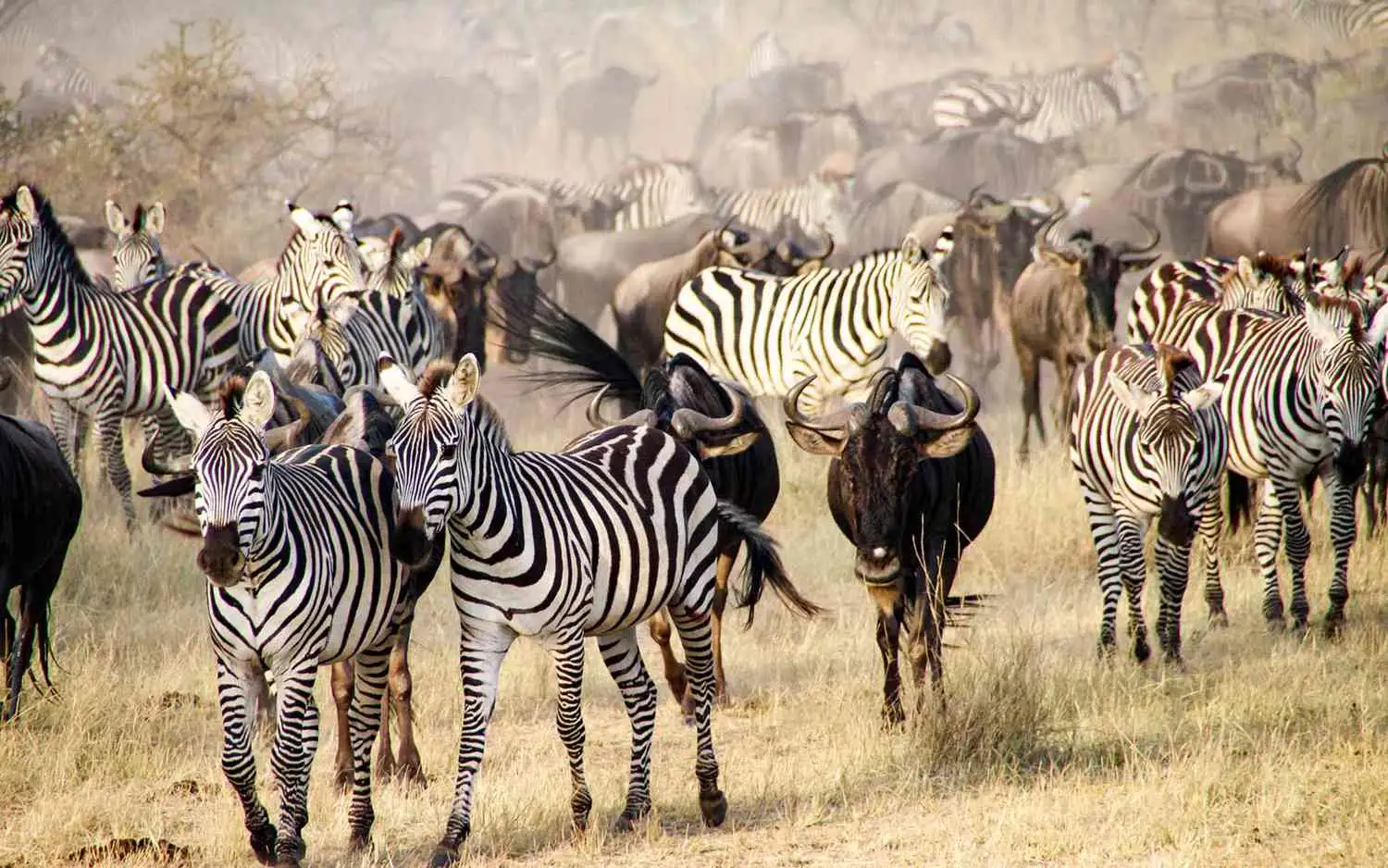 Herds of zebras and wildebeest during the Great Migration in Serengeti National Park, showcasing Africa’s wildlife conservation and natural harmony.