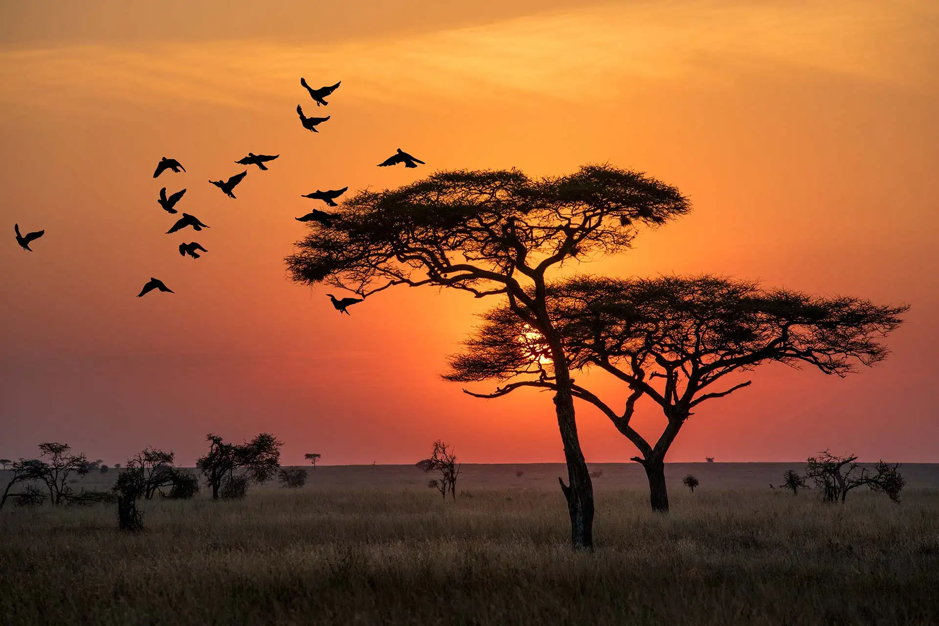 Birds flying over Serengeti National Park at sunset, showing the peaceful beauty of Tanzania’s wilderness and the best time to visit Serengeti National Park.