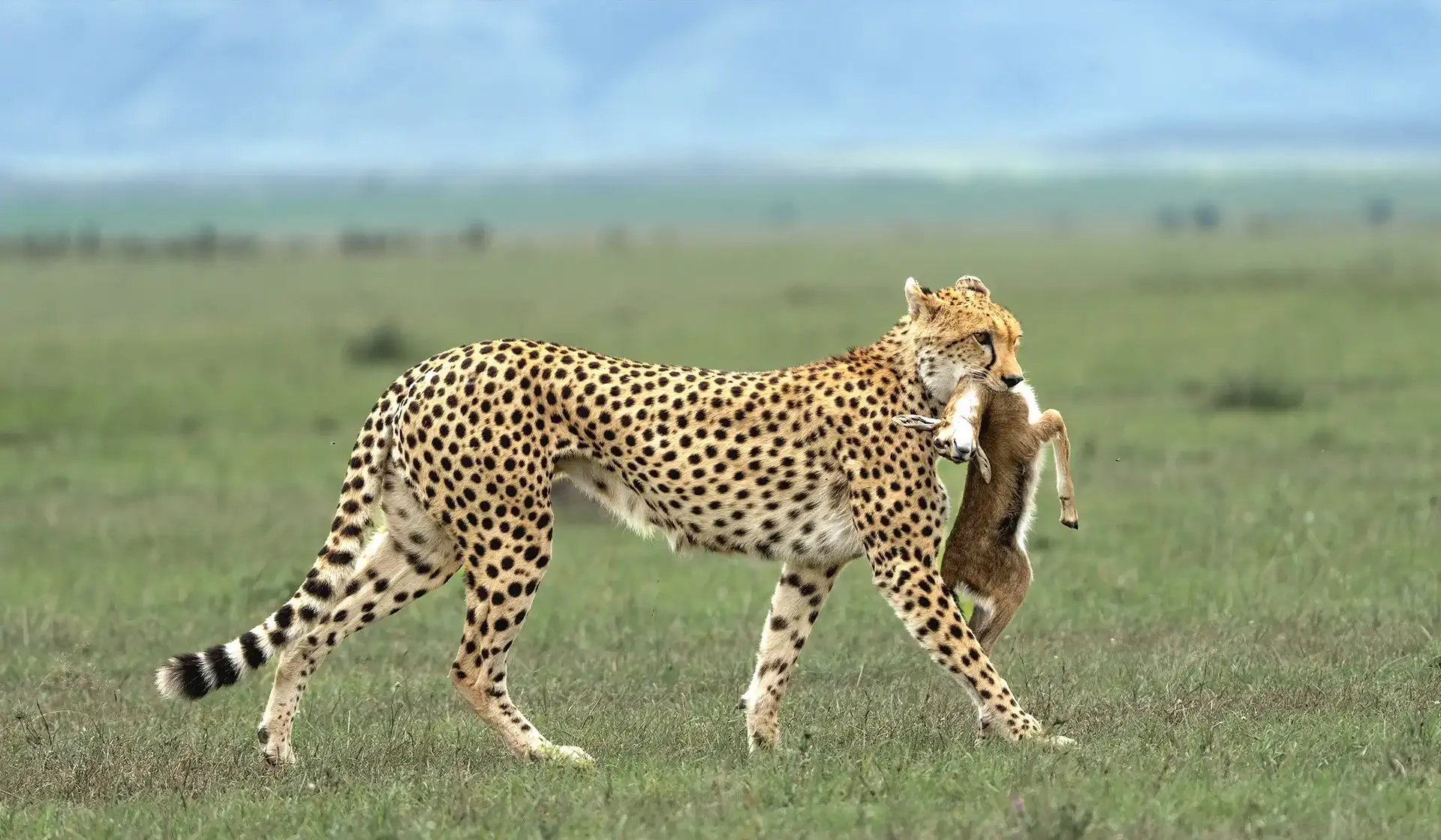 Leopard holding a baby impala by the neck after a hunt in Serengeti National Park, Tanzania wildlife scene.