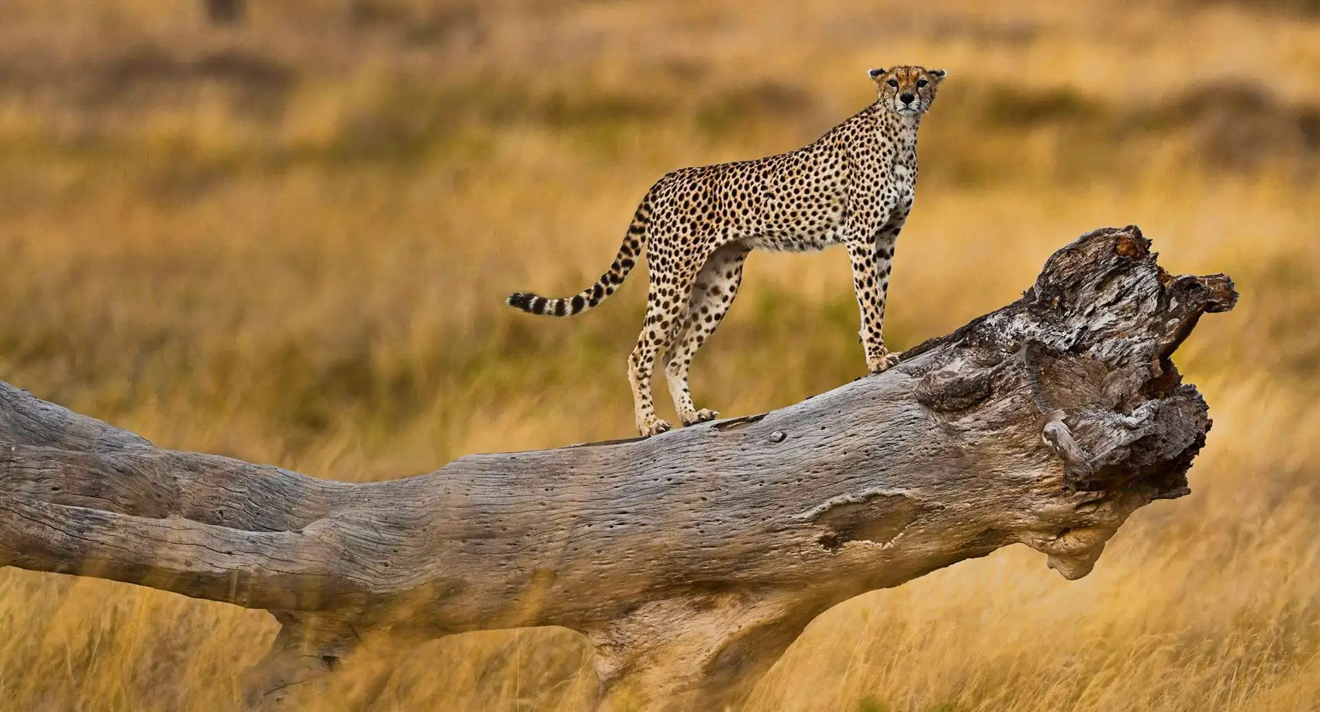 When to Visit Serengeti National Park – Leopard on the Plains