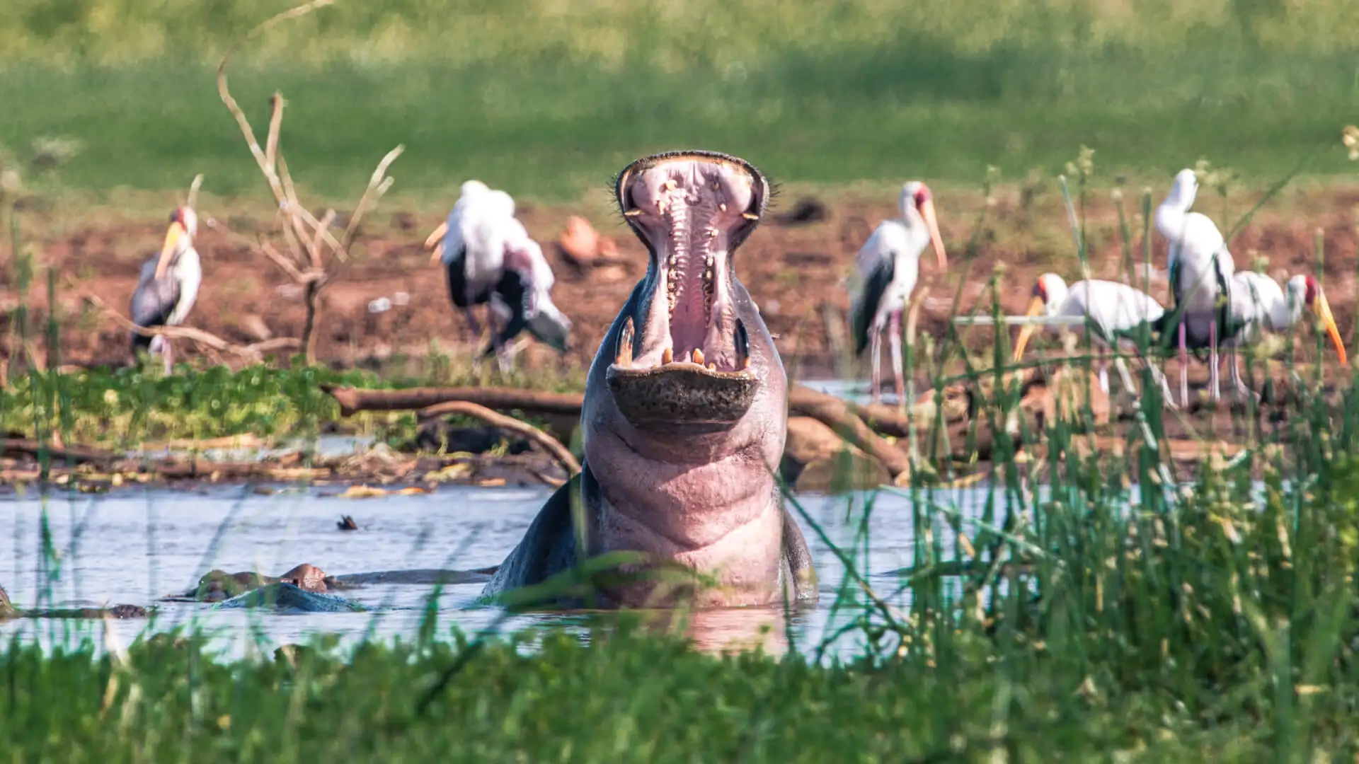 A pink flamingo standing near a hippo in the shallow waters of Lake Manyara National Park, Tanzania.