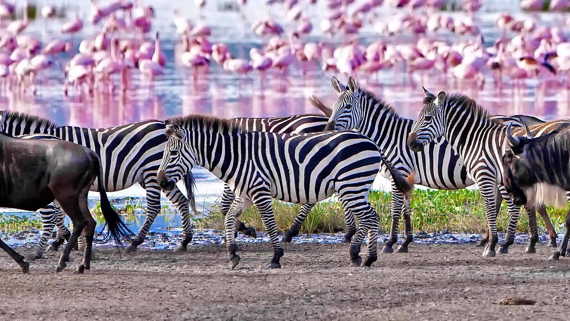 Flamingos, wildebeests and zebras grazing and wading along the shores of Lake Manyara National Park, Tanzania.