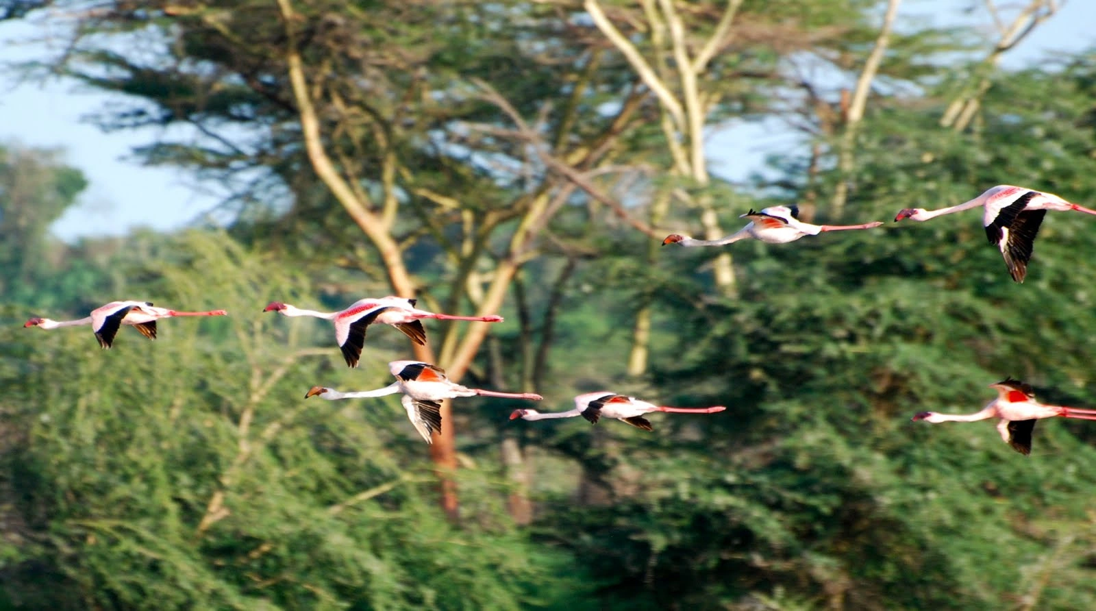 Pink flamingos gathered along the alkaline lake shores of Arusha National Park, Tanzania.