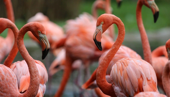 Thousands of pink flamingos gathered along the shores of Lake Manyara National Park, Tanzania.