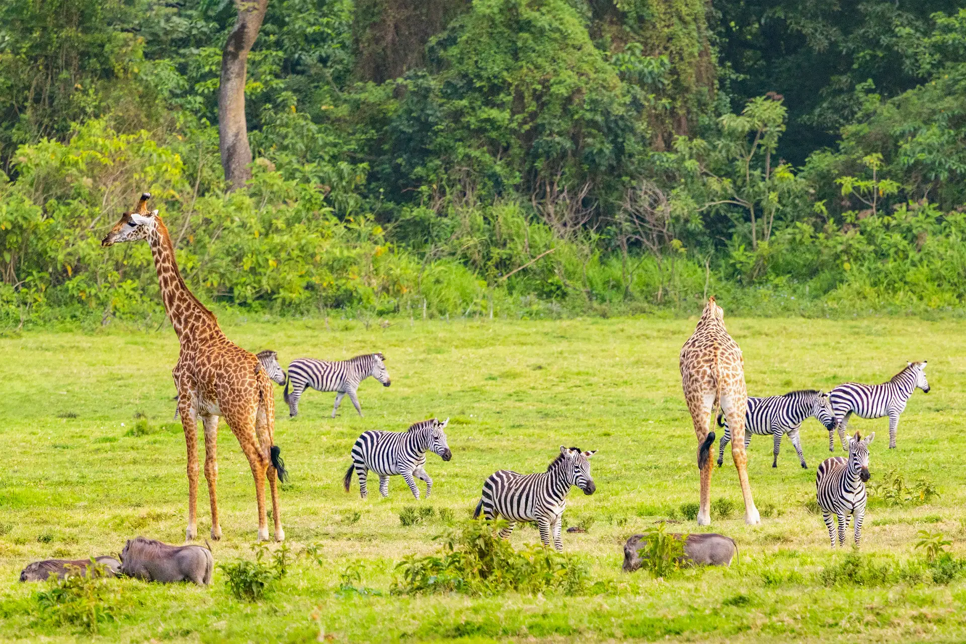 Giraffes, zebras and warthogs grazing together in the open plains of Arusha National Park, Tanzania.