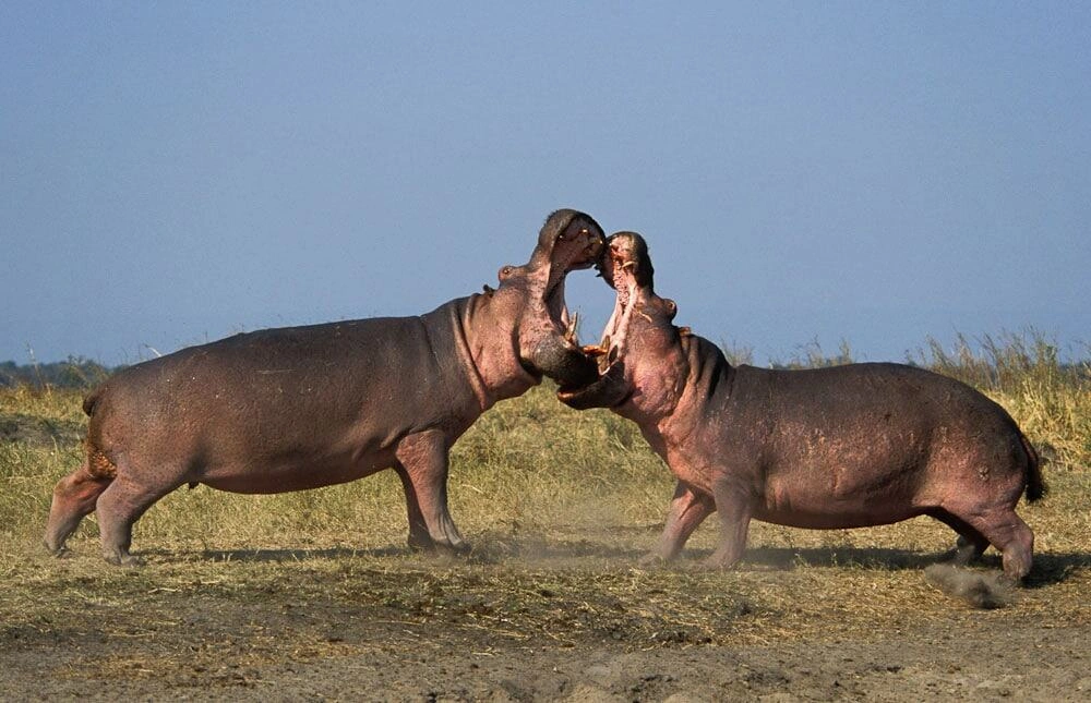 Hippos playing and splashing in the water of Katavi National Park, Tanzania during a safari.