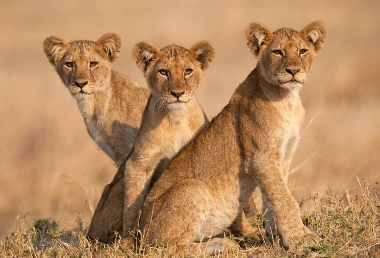 Lions and Cape buffalo (Cabs) grazing and roaming together in the wild plains of Katavi National Park, Tanzania.