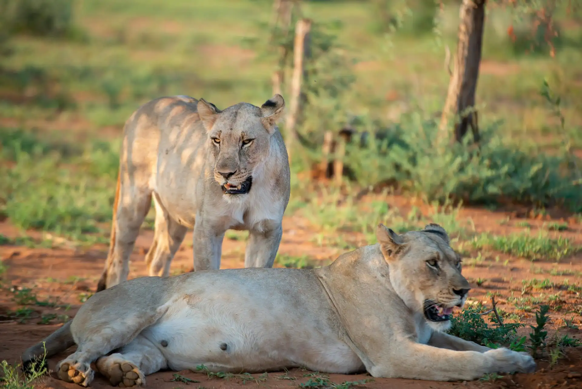 Lioness resting calmly on the savannah of Tarangire National Park, Tanzania during a safari.
