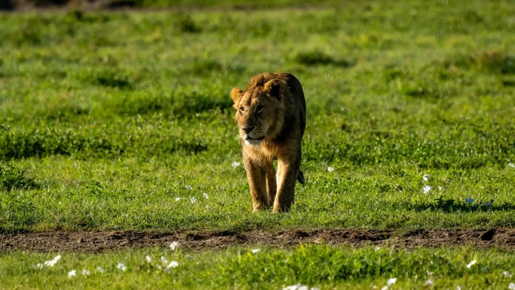 Lioness resting in the grasslands of Arusha National Park, Tanzania during a wildlife safari.
