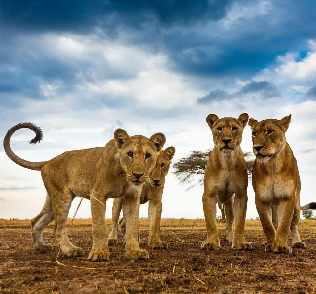 A lioness resting in the grasslands of Katavi National Park, Tanzania, during a safari.