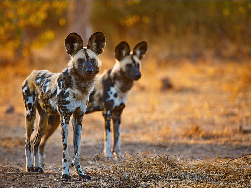African wild dogs actively hunting across the savannah of Tarangire National Park, Tanzania.
