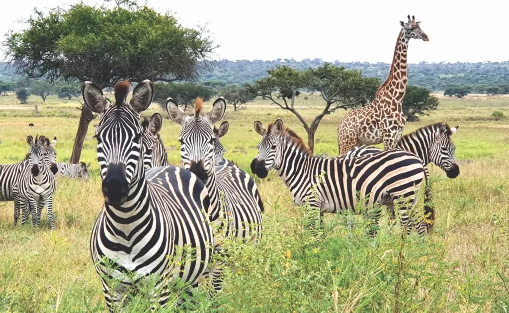 Zebras and giraffes grazing on the savannah plains of Tarangire National Park, Tanzania during a wildlife safari.