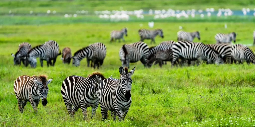 Zebras and wildebeest grazing on the green plains inside Ngorongoro Crater, Tanzania during a wildlife safari.