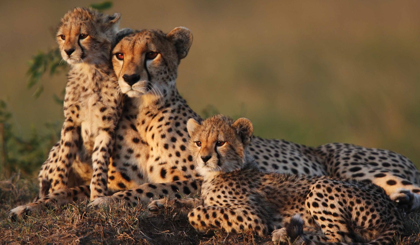 African safari experience featuring wildlife, open savannah landscapes, and guided tours across top safari destinations.