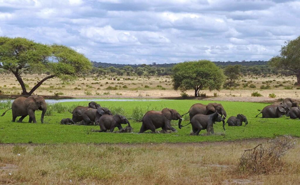 tanzania-high-season-safari-insider-tips-tarangire-elephants