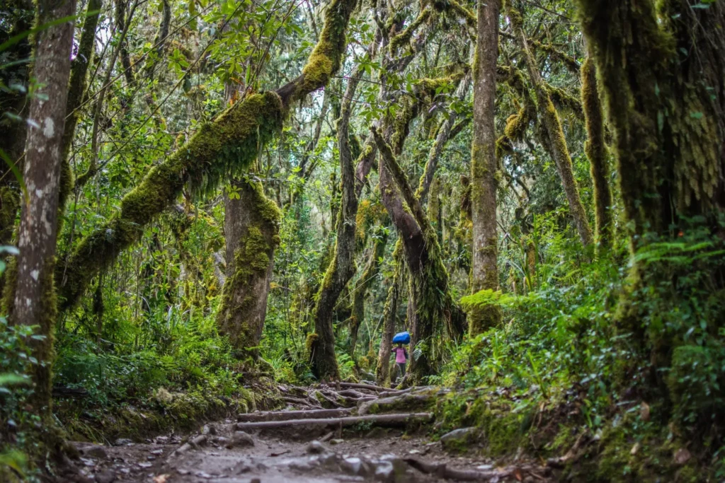 Kilimanjaro Safari & Cultural Discovery